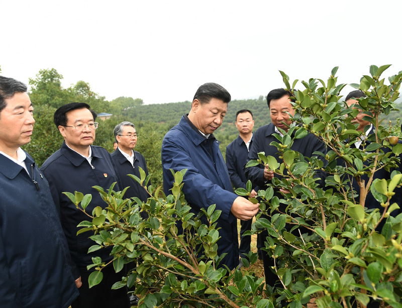 　　9月16日至18日，中共中央總書記、國家主席、中央軍委主席習(xí)近平在河南考察。這是17日上午，習(xí)近平來到信陽市光山縣槐店鄉(xiāng)司馬光油茶園，實(shí)地察看油茶樹種植和掛果情況。新華社記者 謝環(huán)馳 攝